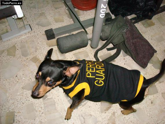 La foto del perro