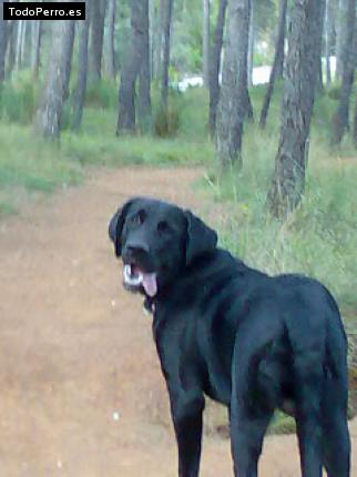 La foto del perro
