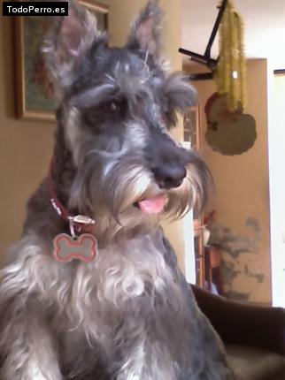 La foto del perro