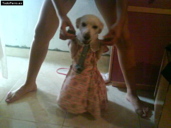 La foto del perro