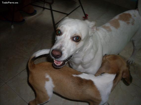 La foto del perro