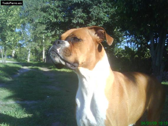 Foto del perro Shirley