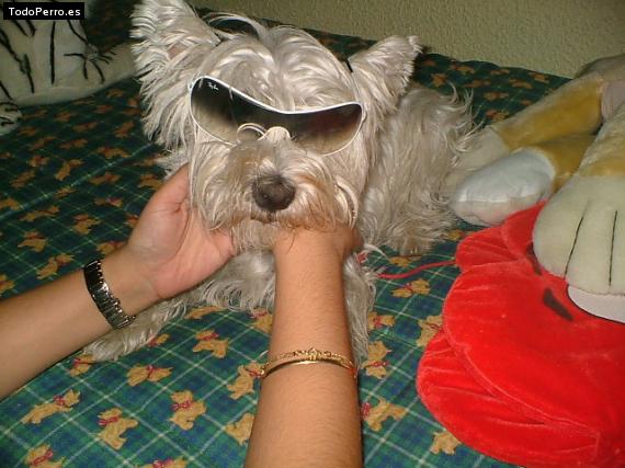 La foto del perro