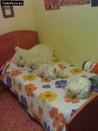 La foto del perro