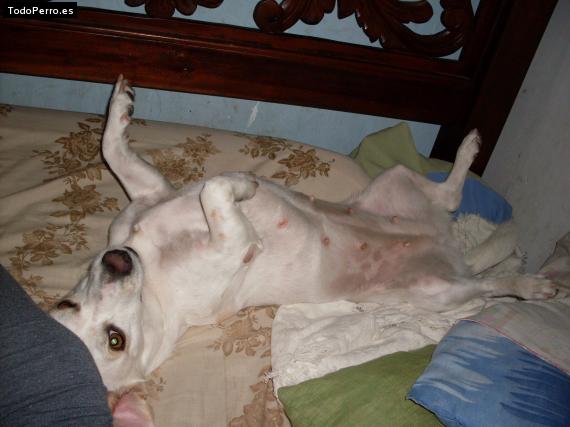 La foto del perro