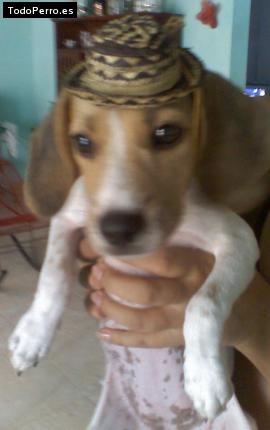 La foto del perro
