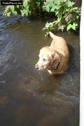 La foto del perro