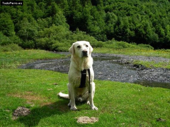 La foto del perro