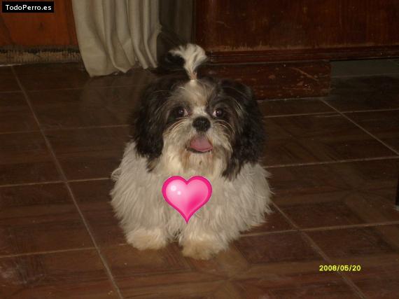 La foto del perro