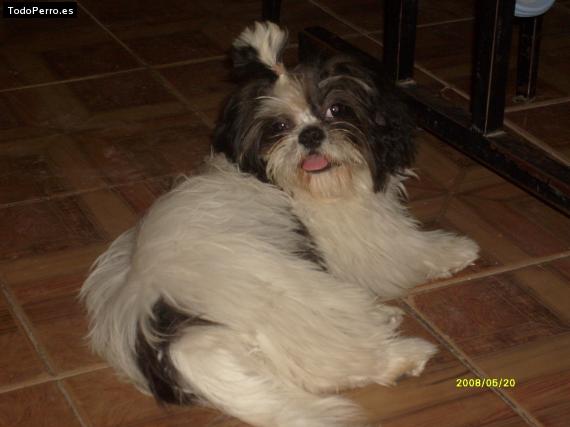La foto del perro