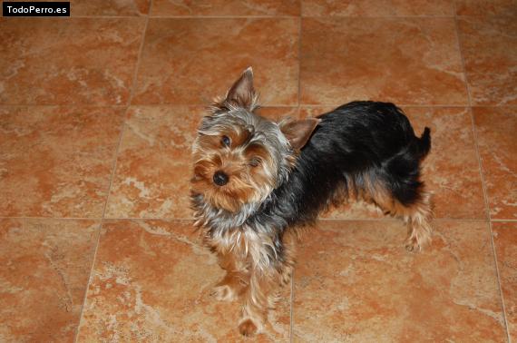 La foto del perro