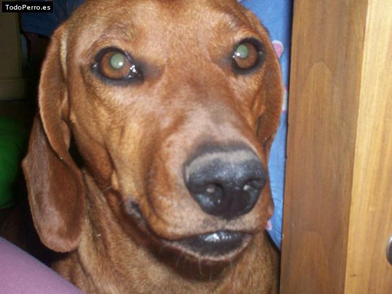 La foto del perro