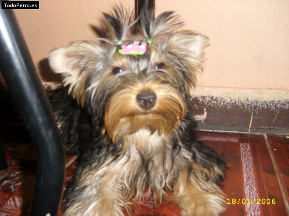 La foto del perro