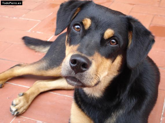 La foto del perro