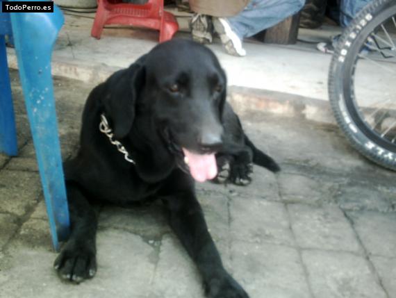 La foto del perro