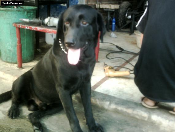 La foto del perro