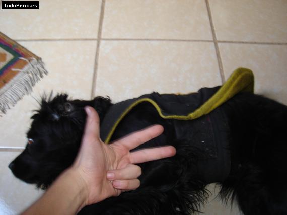 La foto del perro