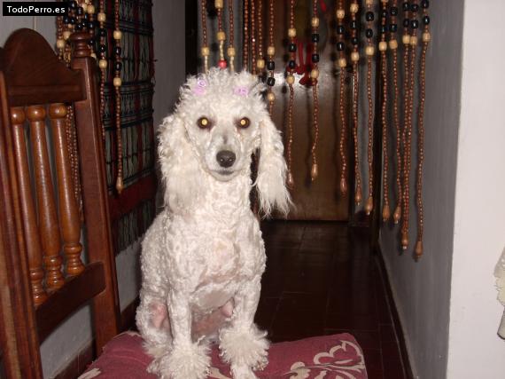 La foto del perro
