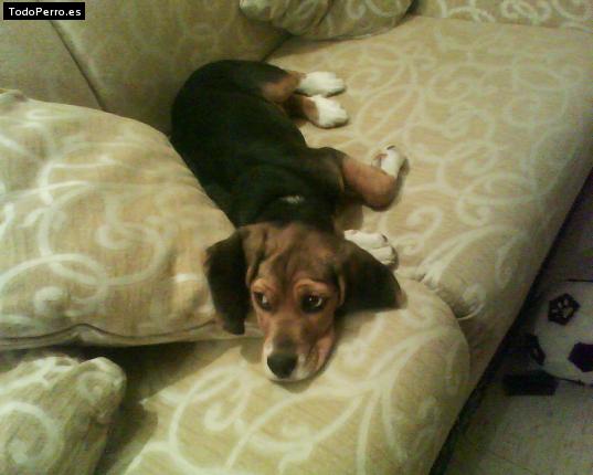 La foto del perro