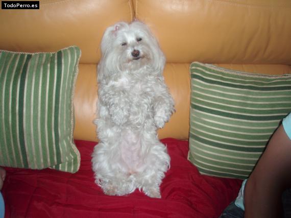 La foto del perro