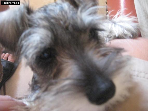 La foto del perro
