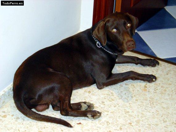 Foto del perro Tom