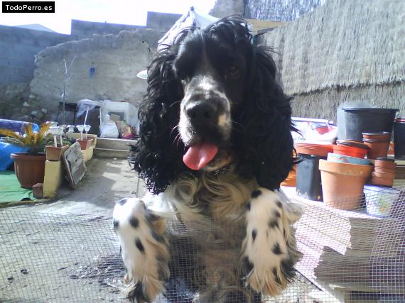 La foto del perro