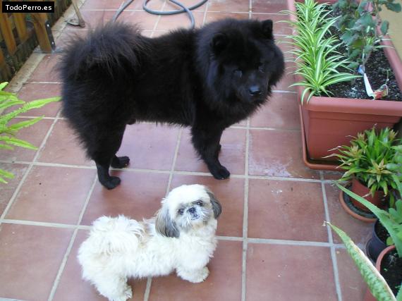 La foto del perro