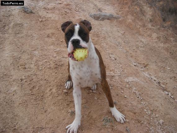 La foto del perro