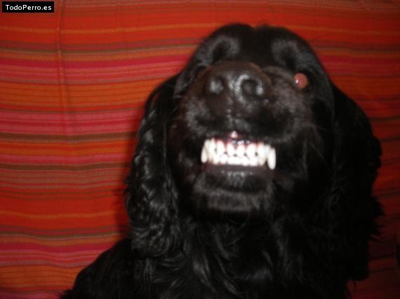 La foto del perro