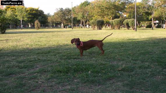 La foto del perro