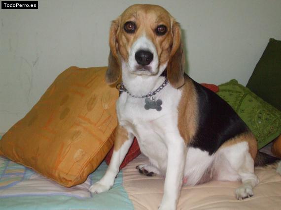 La foto del perro