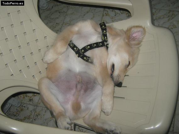 La foto del perro