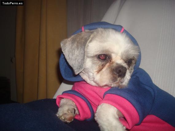 La foto del perro