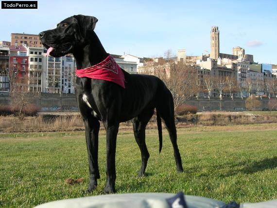 La foto del perro