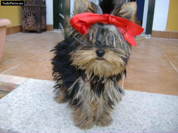 La foto del perro