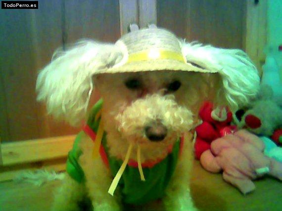 La foto del perro