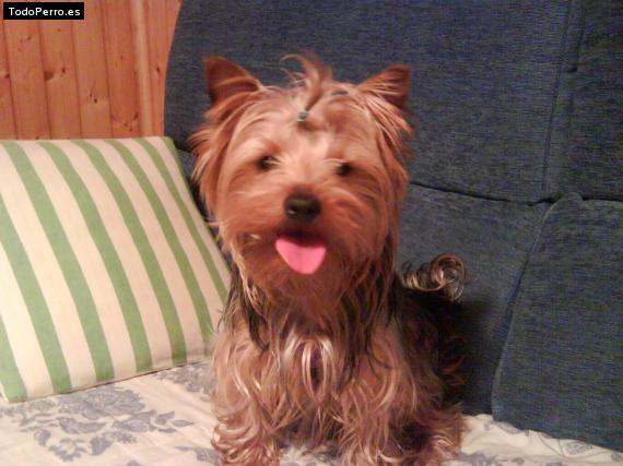 La foto del perro