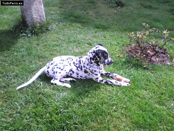 La foto del perro