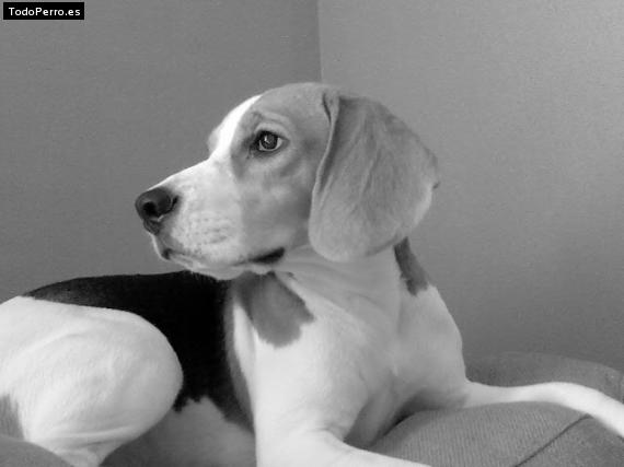 La foto del perro