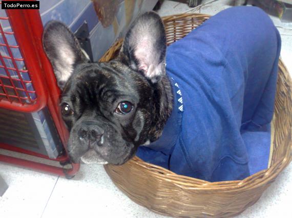 La foto del perro