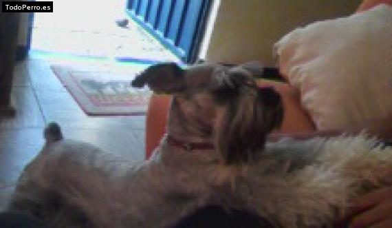 La foto del perro