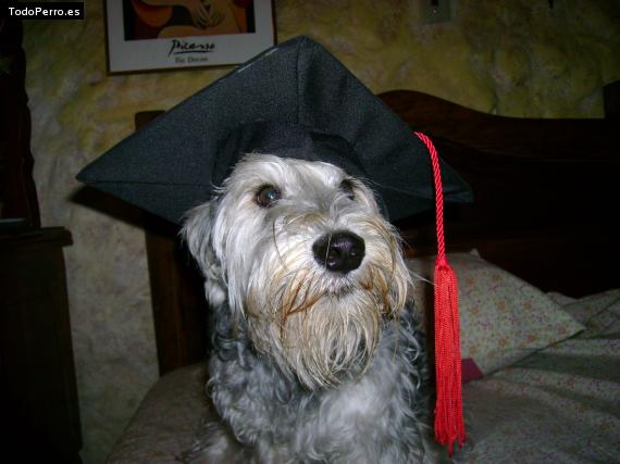 La foto del perro