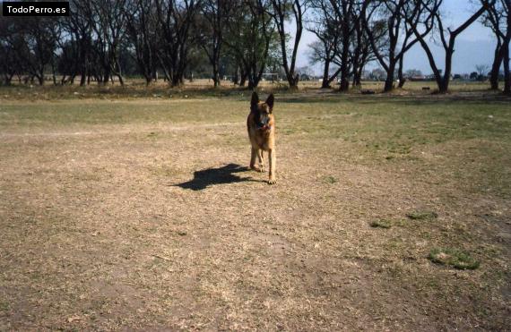 La foto del perro