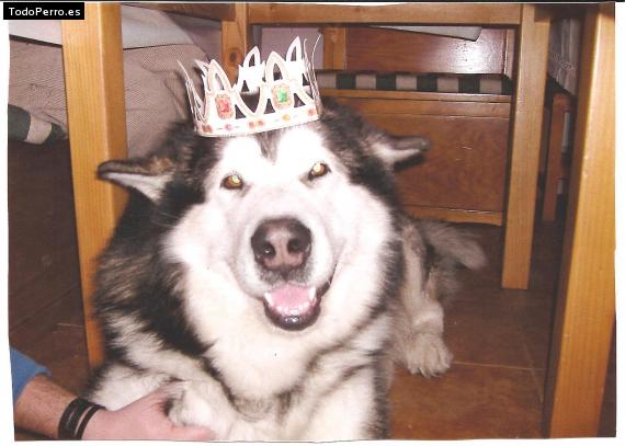 La foto del perro
