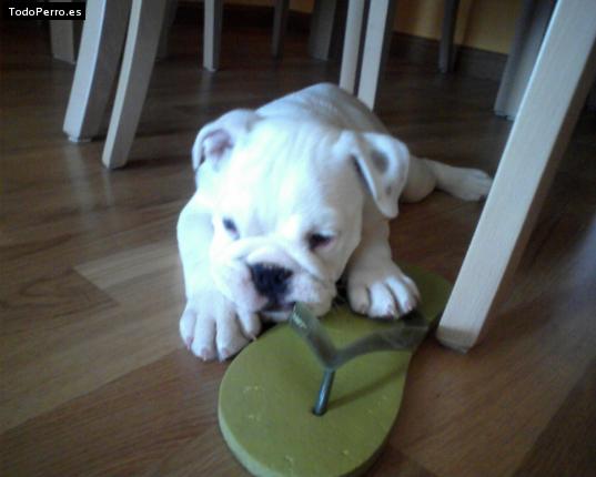 La foto del perro