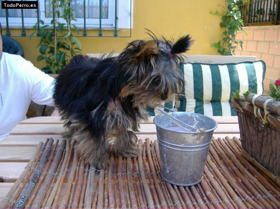 La foto del perro