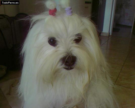 La foto del perro