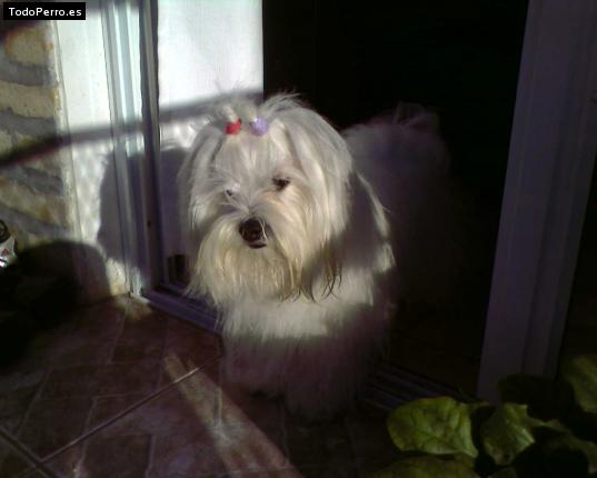 La foto del perro
