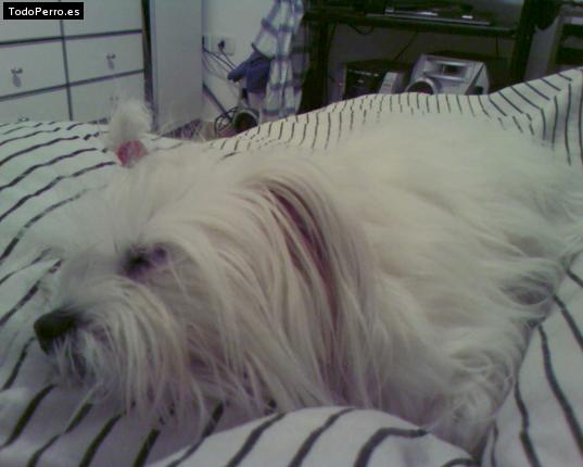 La foto del perro